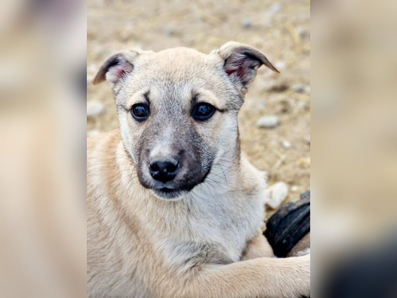 CHEYENNE - kleines Hundemädchen sucht ihre Lieblingsmenschen