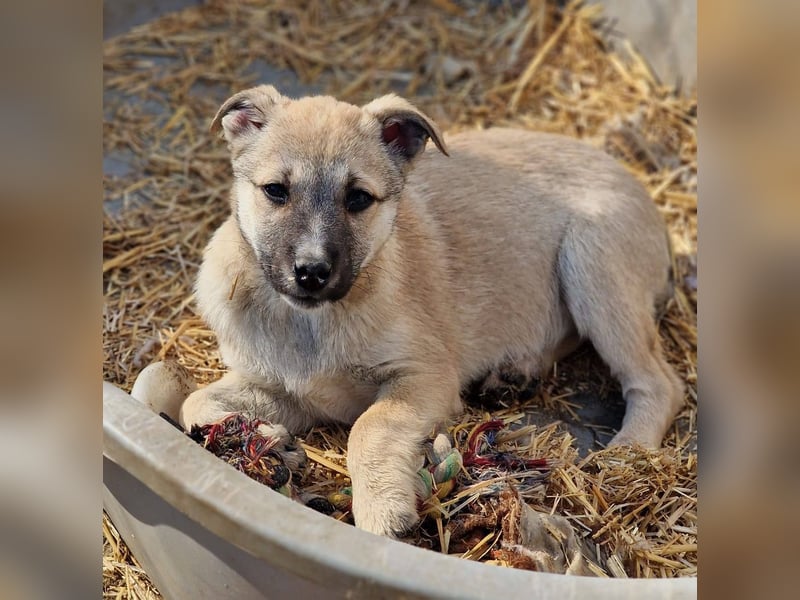CHEYENNE - kleines Hundemädchen sucht ihre Lieblingsmenschen
