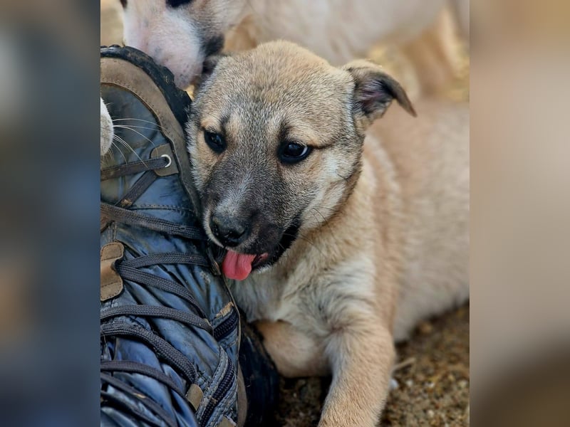 CHEYENNE - kleines Hundemädchen sucht ihre Lieblingsmenschen
