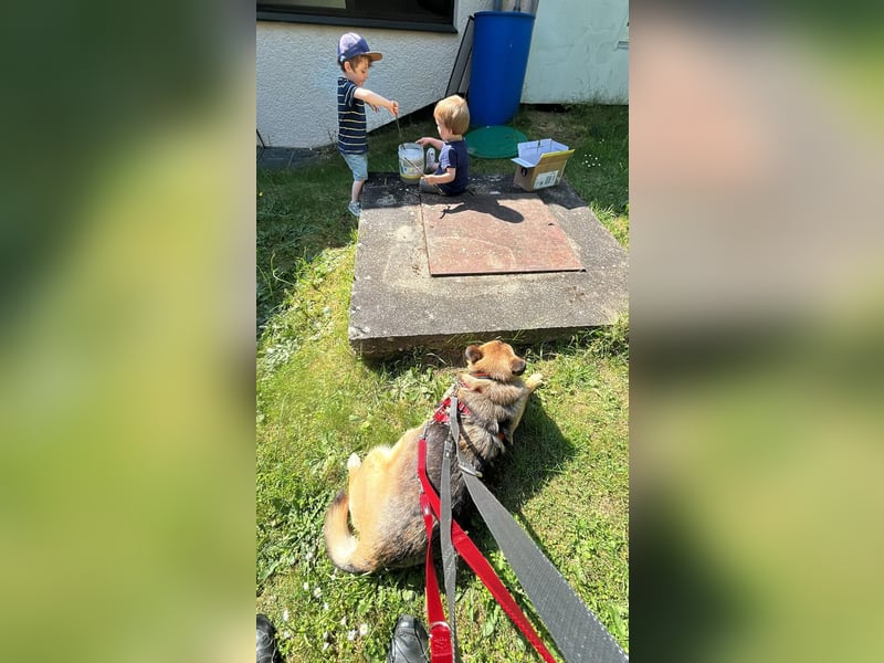 MALINA - katzen- und kinderlieb auf PS in 56288 Kastellaun