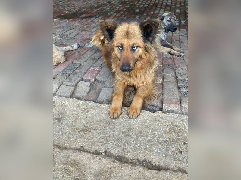 Boncuk sucht ein zu Hause