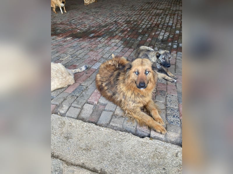 Boncuk sucht ein zu Hause