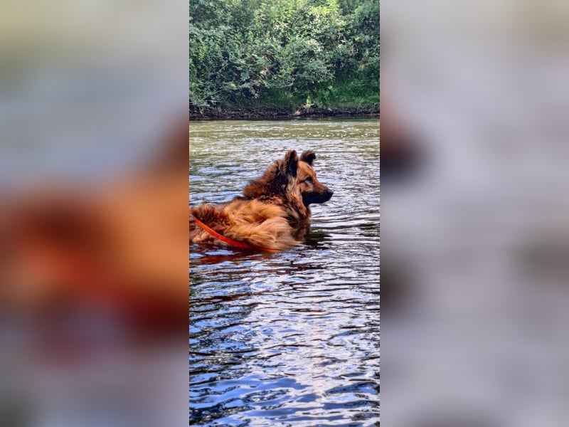 Boncuk sucht ein zu Hause