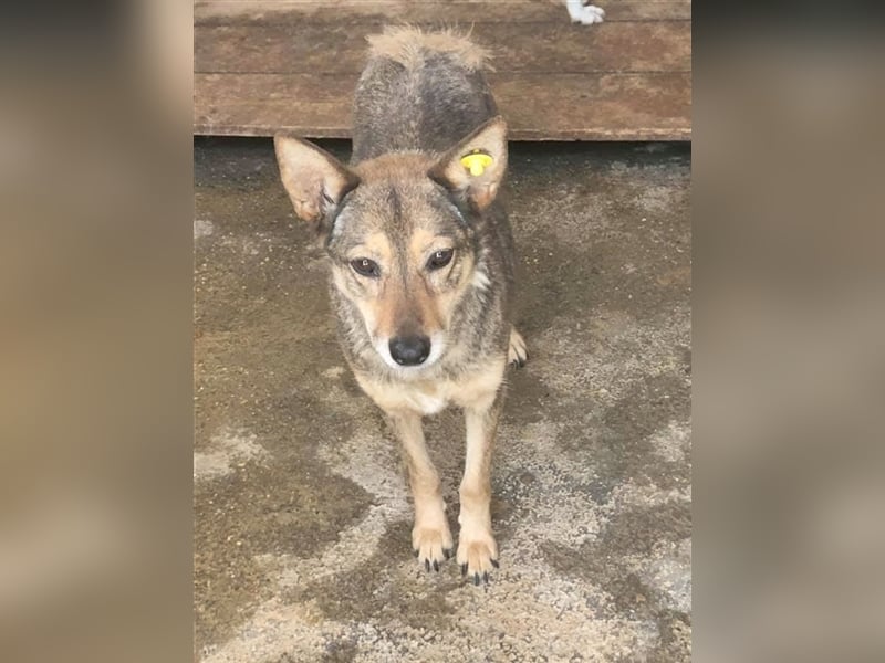 LONA, eine Traummaus, wartet schon so lange. Bekommt sie eine Chance?