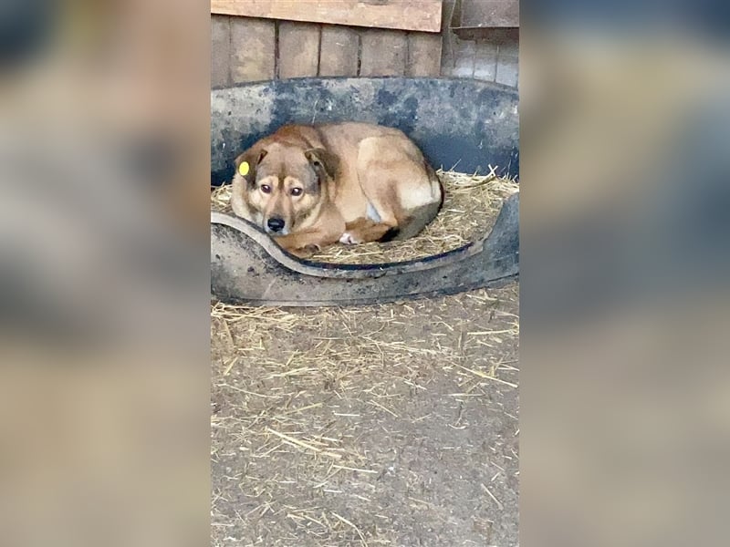 MANDRO, gibt sich auf. Ein ganz armer Wurm