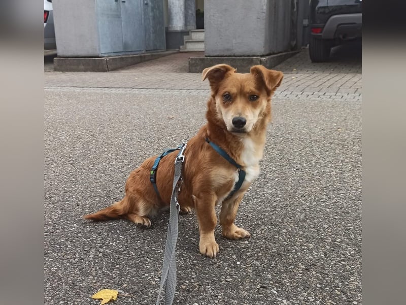 Süße Lissy sucht liebevolles Zuhause