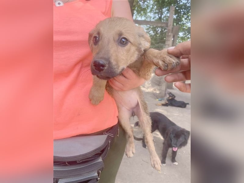 APALI, zuckersüsse Hummel. Der ideale Familienhund