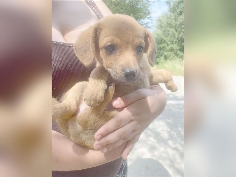 MARIE, megagoldige Maus. Der ideale Familienhund
