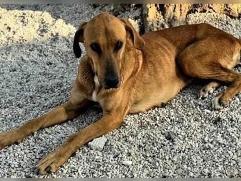 Kira, freundlich und sozial