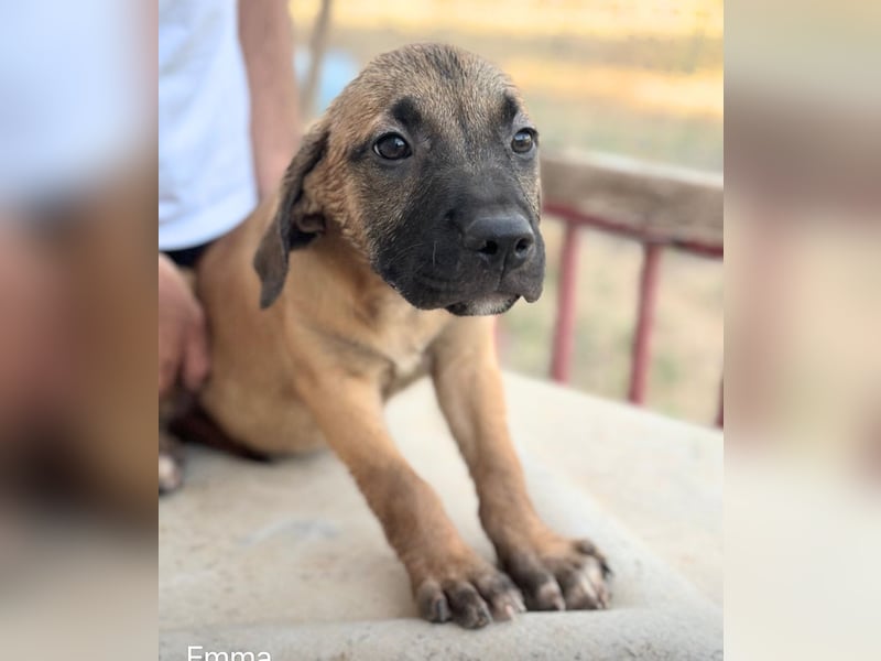 EMMA – kleine Abenteurerin mit großem Herzen und einer Prise Black Mouth Cur