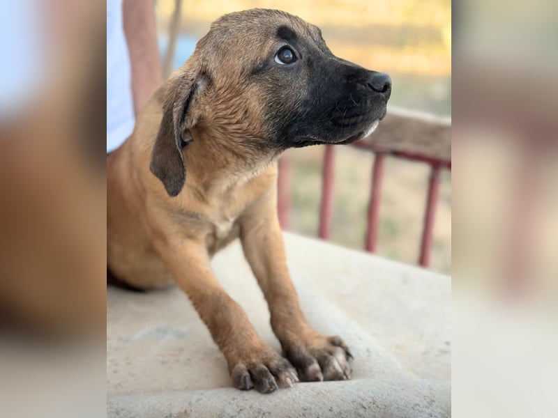 EMMA – kleine Abenteurerin mit großem Herzen und einer Prise Black Mouth Cur