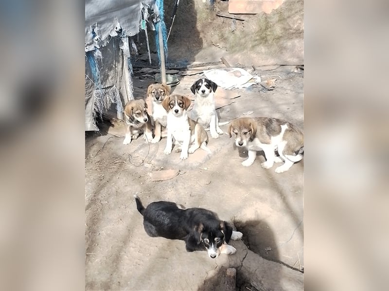 NALA - sucht ihr Für-immer-Zuhause