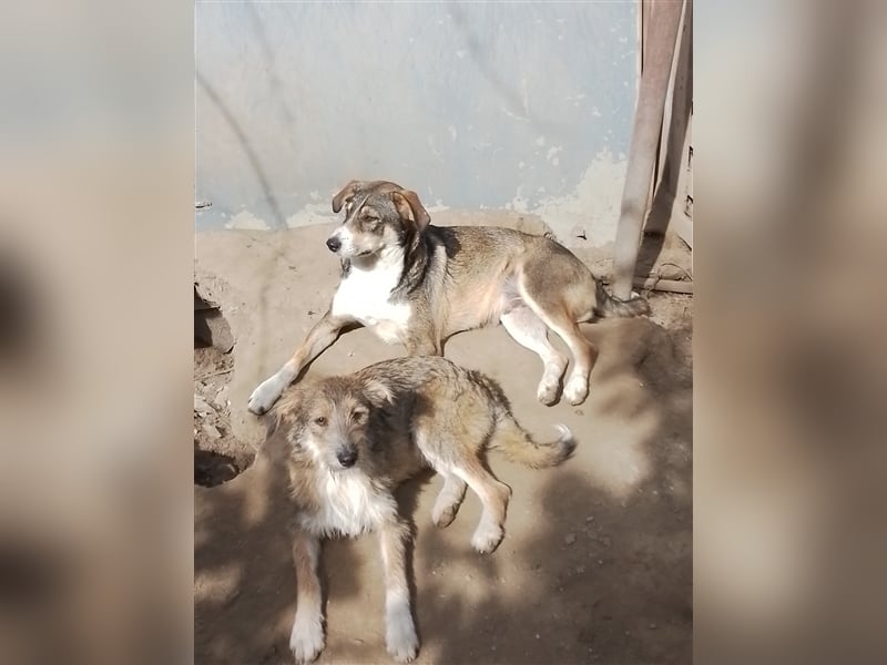 NALA - sucht ihr Für-immer-Zuhause