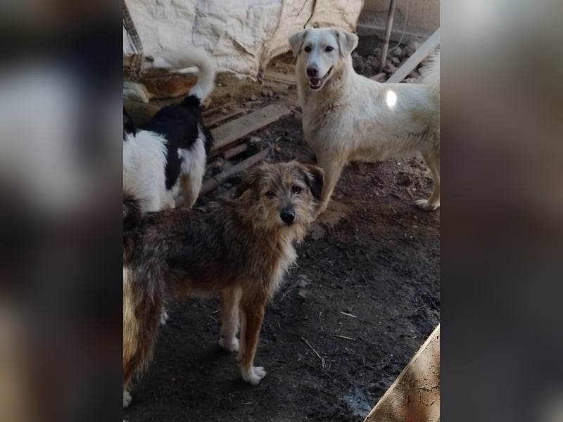 NALA - sucht ihr Für-immer-Zuhause