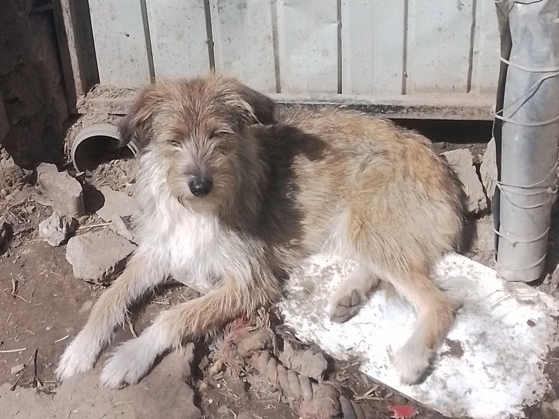 NALA - sucht ihr Für-immer-Zuhause