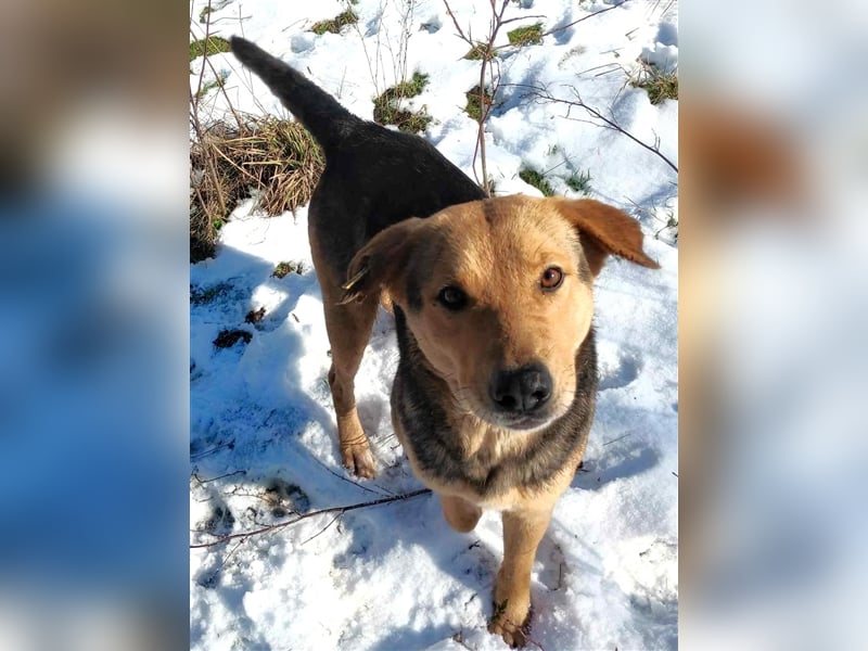 TASHA - hofft auf tolle Menschen