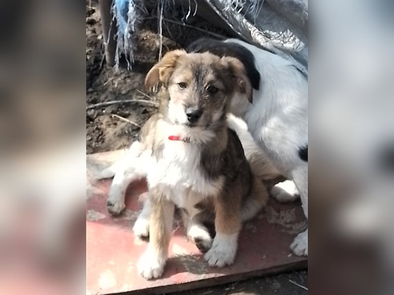 NALA - sucht ihr Für-immer-Zuhause