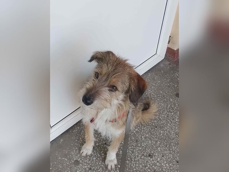 NALA - sucht ihr Für-immer-Zuhause