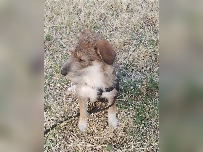 NALA - sucht ihr Für-immer-Zuhause