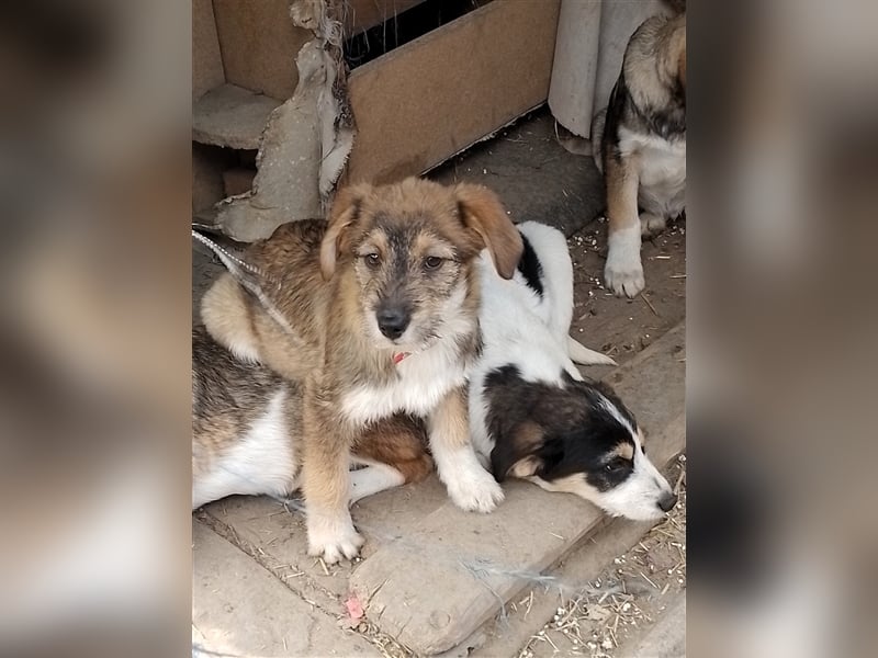 NALA - sucht ihr Für-immer-Zuhause
