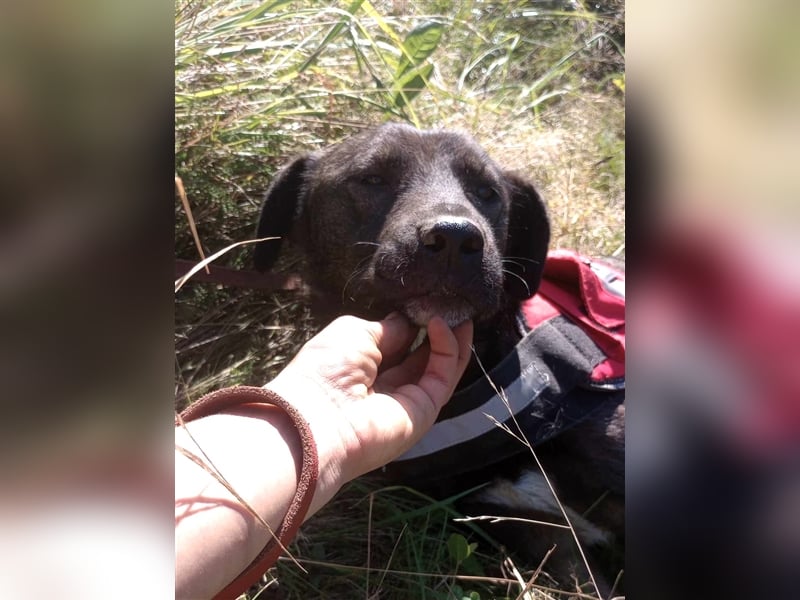 BETTY - hat ihr Herz zu verschenken