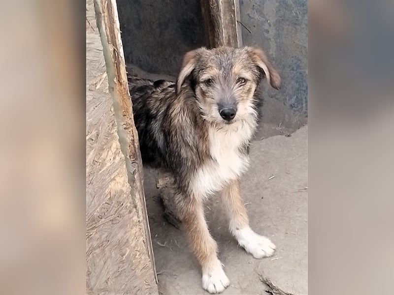 NALA - sucht ihr Für-immer-Zuhause