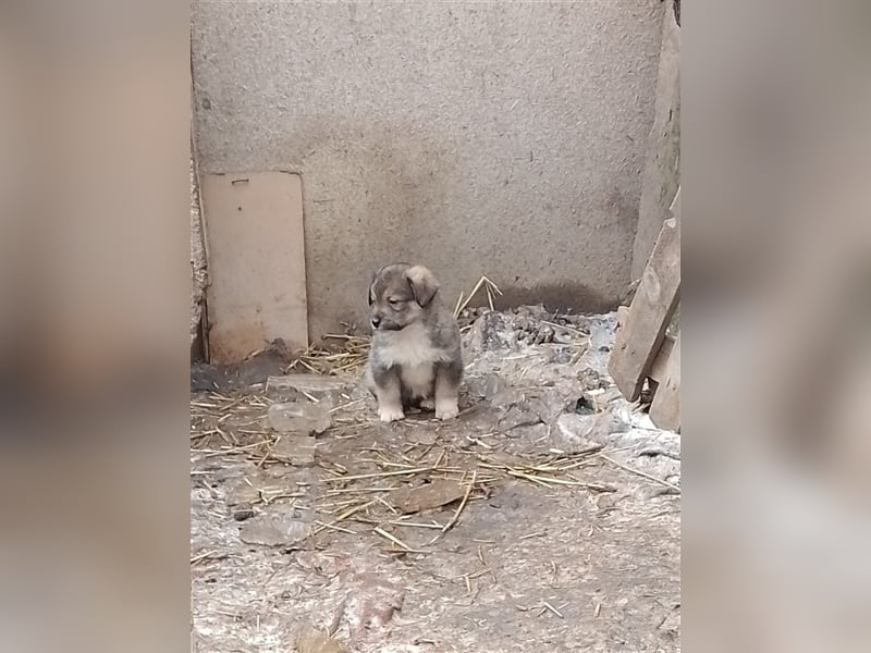NALA - sucht ihr Für-immer-Zuhause