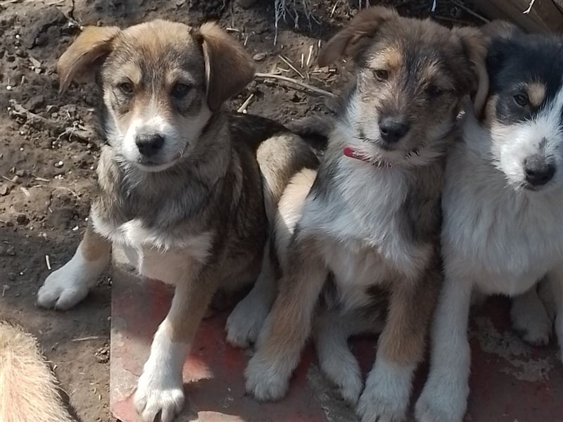 NALA - sucht ihr Für-immer-Zuhause