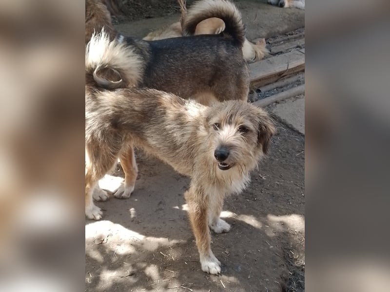 NALA - sucht ihr Für-immer-Zuhause