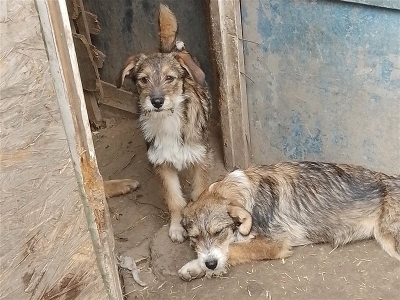 NALA - sucht ihr Für-immer-Zuhause