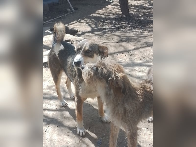 NALA - sucht ihr Für-immer-Zuhause