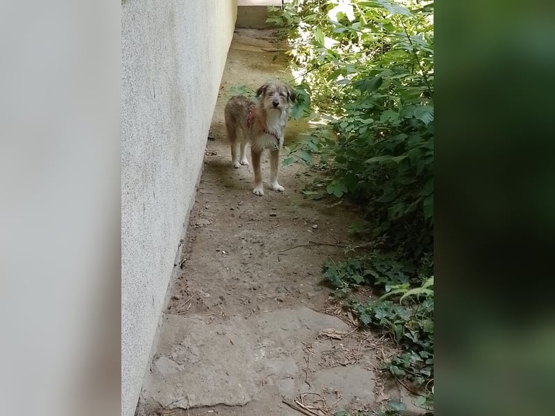 NALA - sucht ihr Für-immer-Zuhause