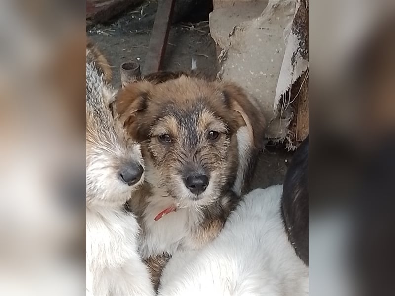 NALA - sucht ihr Für-immer-Zuhause
