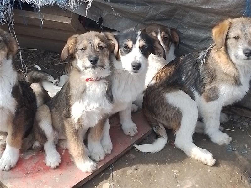 NALA - sucht ihr Für-immer-Zuhause