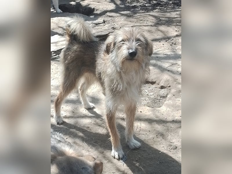 NALA - sucht ihr Für-immer-Zuhause