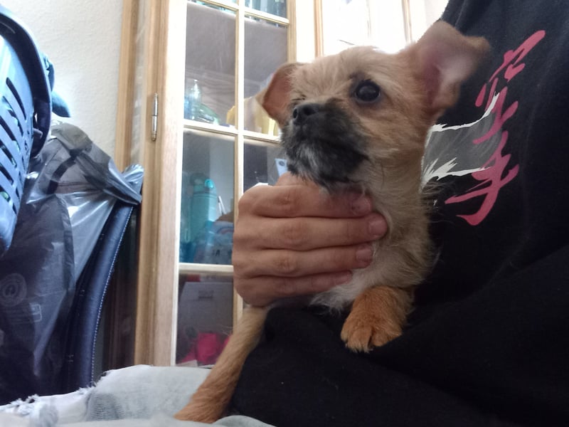 Chihuahua-Mix-Welpe