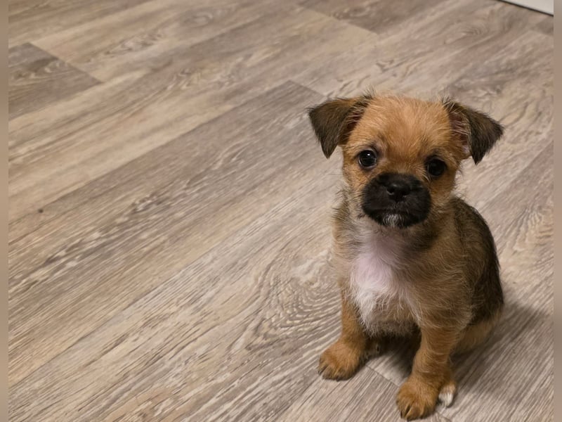 Chihuahua-Mix-Welpe