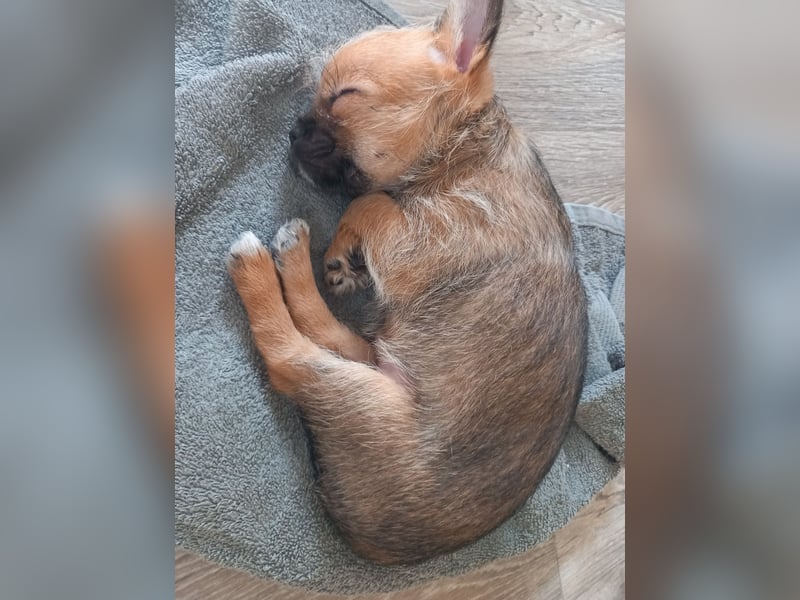 Chihuahua-Mix-Welpe