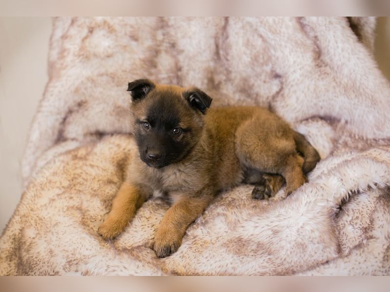 Welpe Chip-Nr. 212859 - ich suche einen Namen und am liebsten auch gleich ein tolles Zuhause