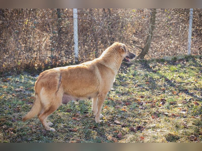KOJA - wer verliebt sich in das hübsche, liebe Hundemädchen?