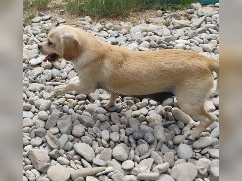 DOLLY - ich bin noch etwas zurückhaltend und suche ein liebevolles, geduldiges Zuhause