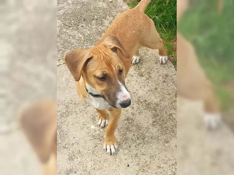BEAUTY - das hübsche Mädchen ist noch zurückhaltend + sucht ein geduldiges, liebevolles Zuhause