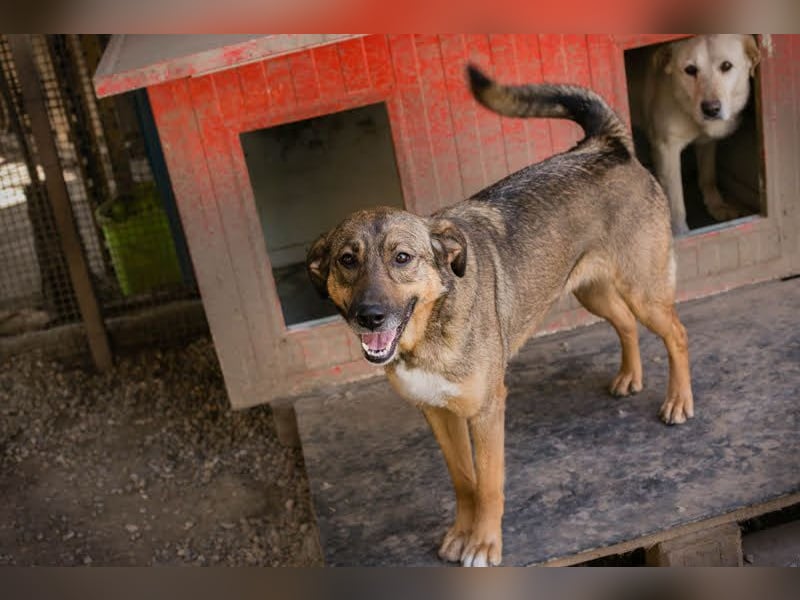 MIMI - die sehr soziale, junge Hundedame träumt von einer eigenen Familie