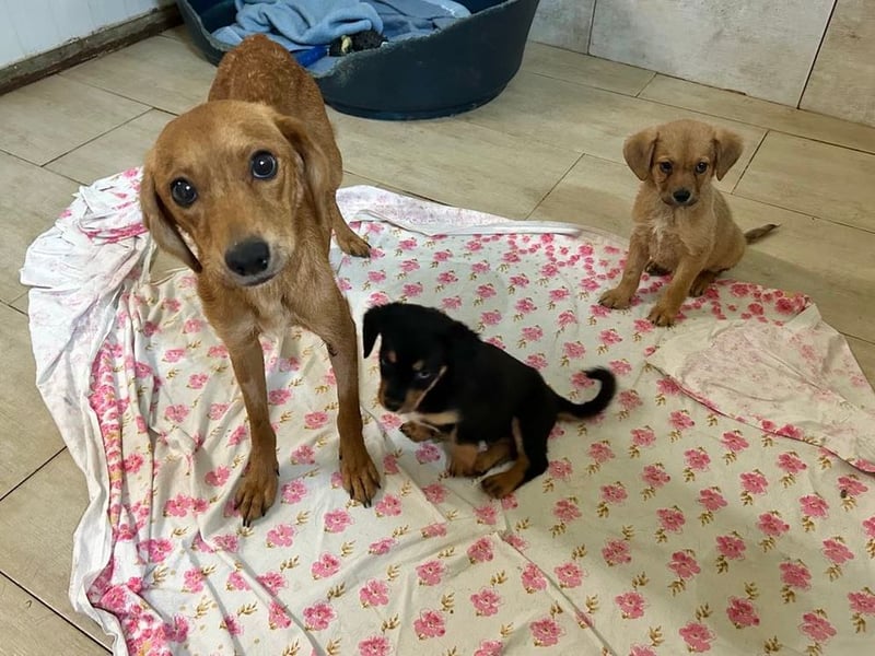 LEICA - die gehorsame, brave Maus sucht eine ruhige, geduldige und liebevolle Familie
