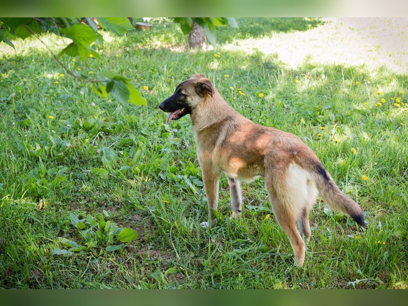 MONA - das freundliche und fröhliche Hundemädchen sucht Heimathafen