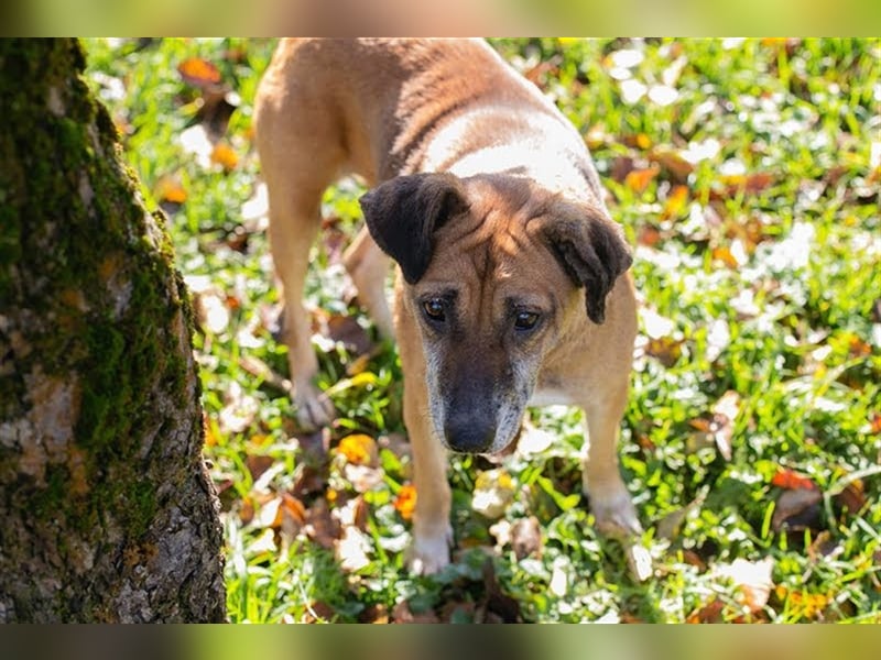 ARJETA - die sehr liebe und sanfte Seniorin träumt von einem eigenen Zuhause, wo sie geliebt wird