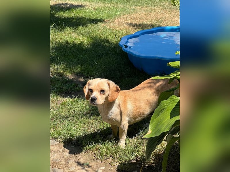 DOLLY - ich bin noch etwas zurückhaltend und suche ein liebevolles, geduldiges Zuhause