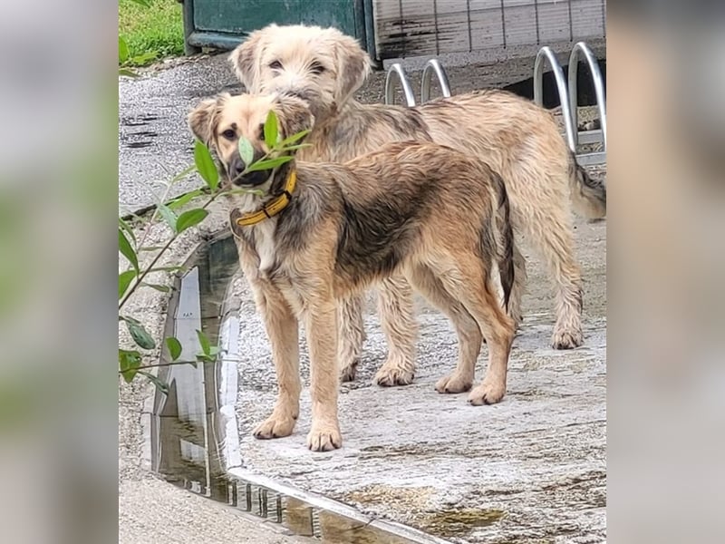 TILLY - wer schenkt mir ein schönes Für-Immer Zuhause?