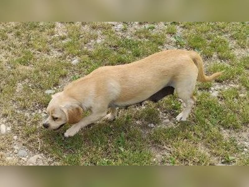 DOLLY - ich bin noch etwas zurückhaltend und suche ein liebevolles, geduldiges Zuhause
