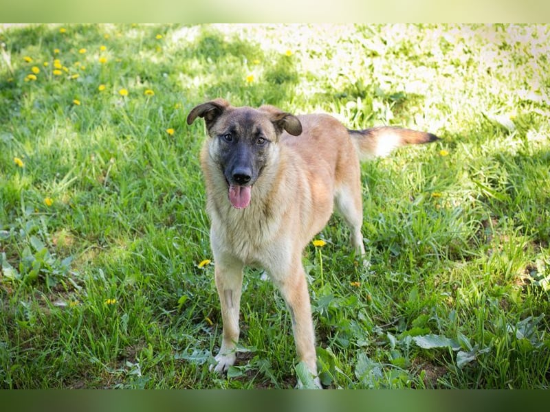 MONA - das freundliche und fröhliche Hundemädchen sucht Heimathafen